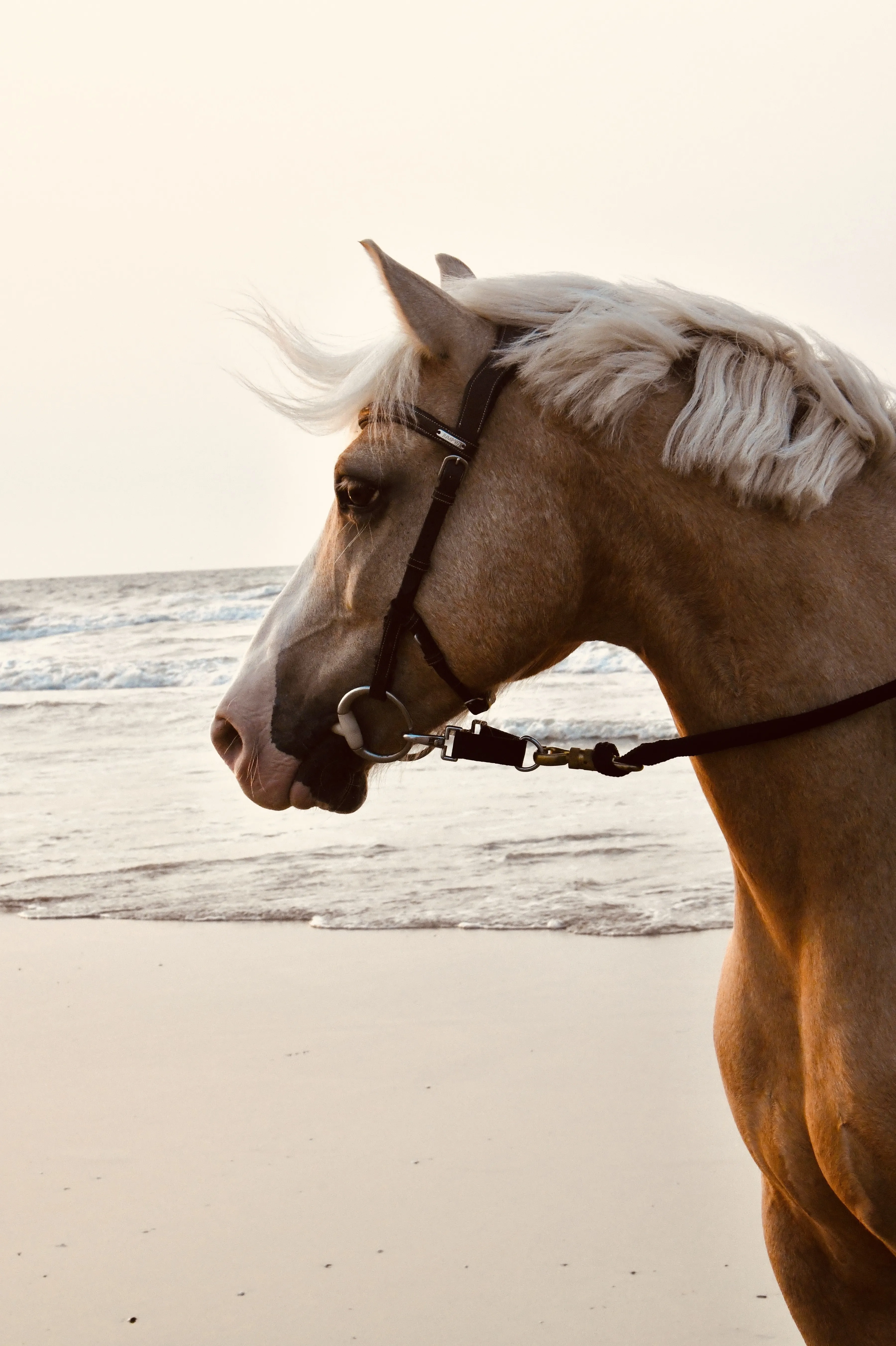Marine Carnel Photographe : photographe &eacute;questre &agrave; Mennecy, Ballancourt & Itteville (91)